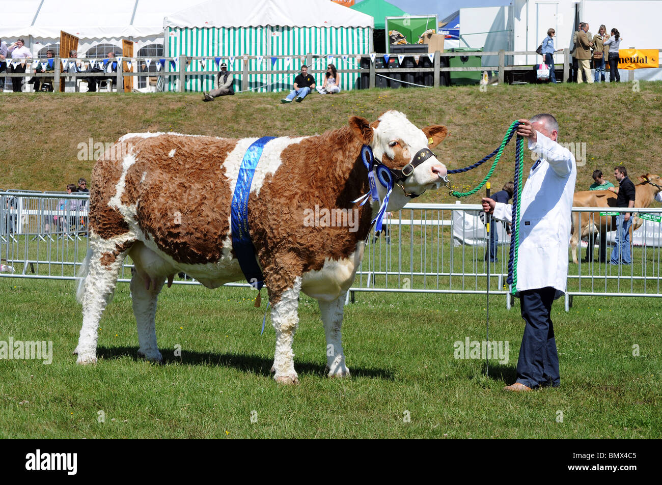 Il campione beef cow presso il Royal Cornwall show, St Albans, Cornwall, Regno Unito Foto Stock