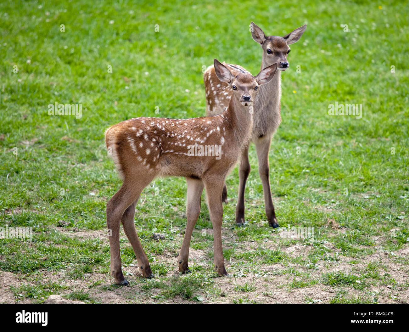 Red Deer cerbiatti (cervus elaphus) Foto Stock
