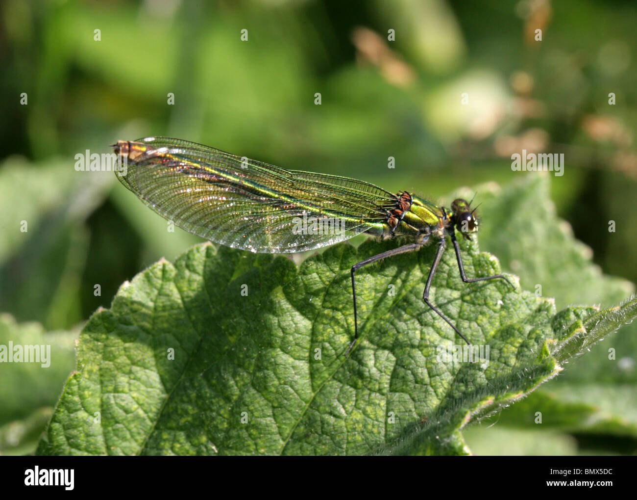 Femmina Demoiselle nastrati Damselfly o nastrati, Agrion Calopteryx splendens Foto Stock