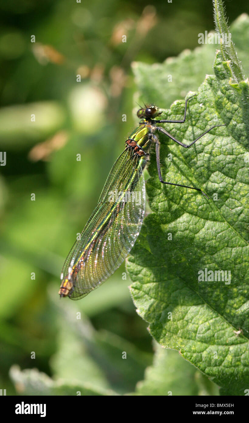 Femmina Demoiselle nastrati Damselfly o nastrati, Agrion Calopteryx splendens Foto Stock