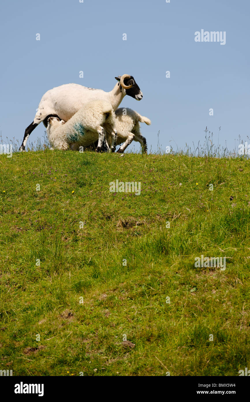 Il lattante agnelli sul pendio di una collina Foto Stock