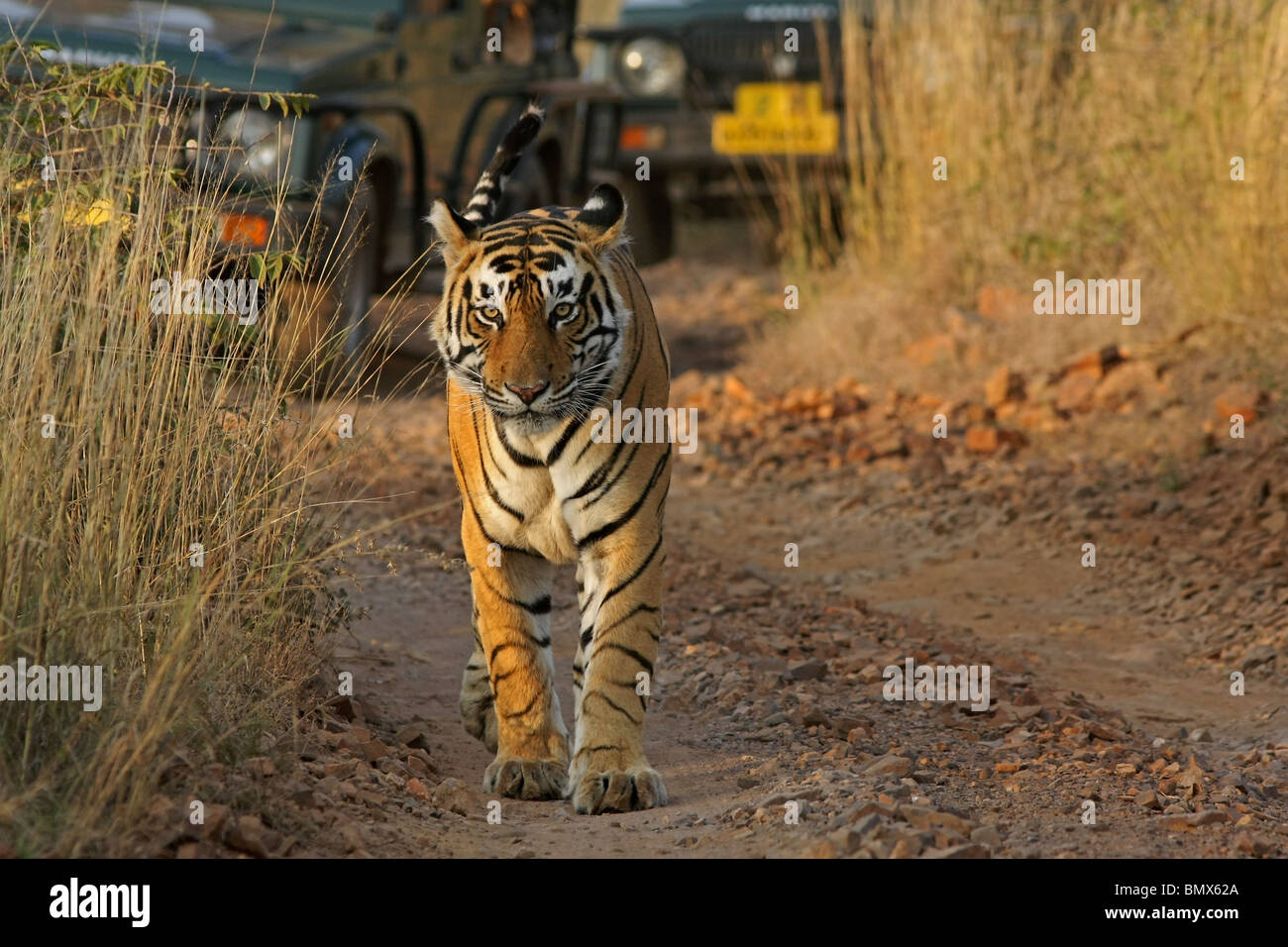 Tiger camminando sulla strada sterrata avanti del turista safari veicoli in Ranthambhore National Park, India Foto Stock