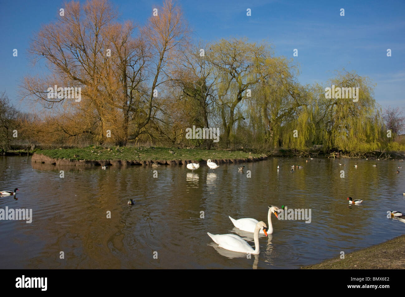 Slimbridge WWT nella primavera wildfowl & salici frondeggiare fuori Foto Stock