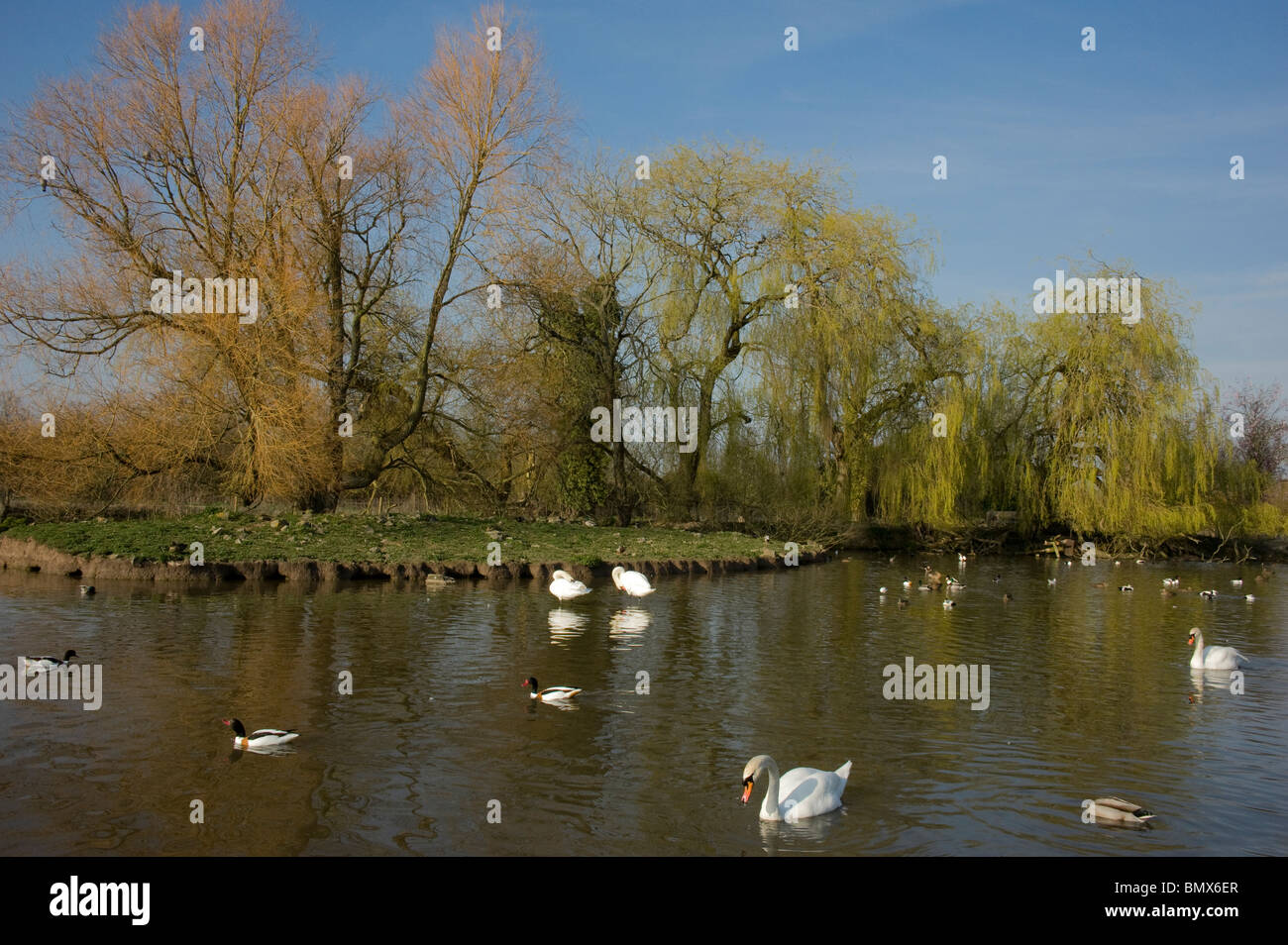 Slimbridge WWT nella primavera wildfowl & salici frondeggiare fuori Foto Stock