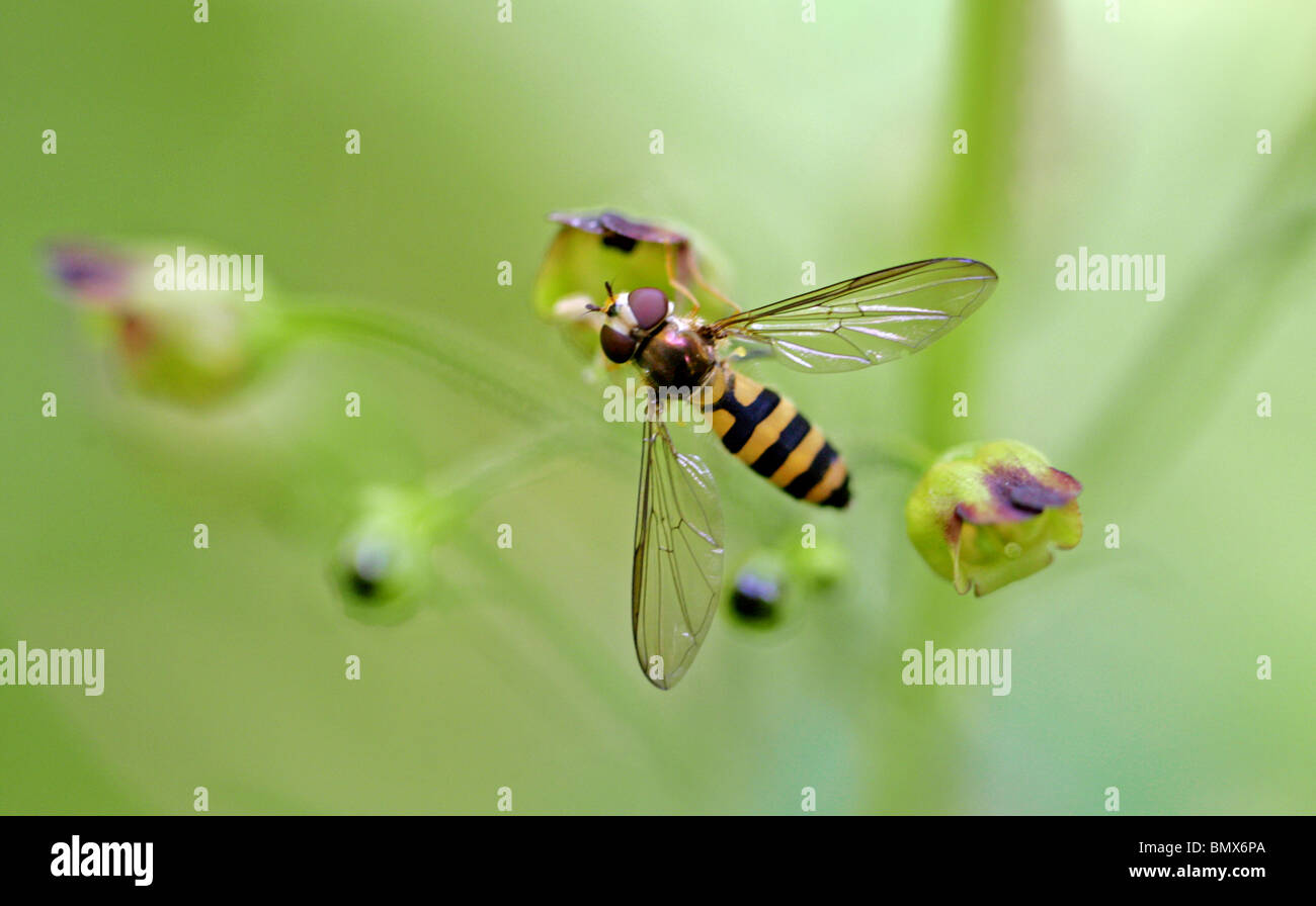 Hoverfly, Meliscaeva cinctella, Syrphidae, Diptera. Syn. Scaeva cinctella. Foto Stock