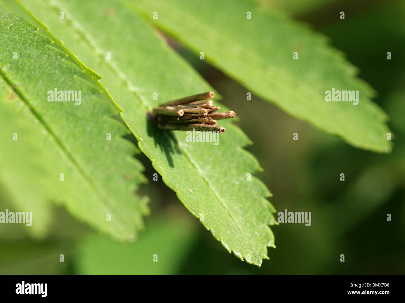 Bagworm Moth, Psiche casta, Psychidae, Lepidotteri. Larva in caso Foto Stock