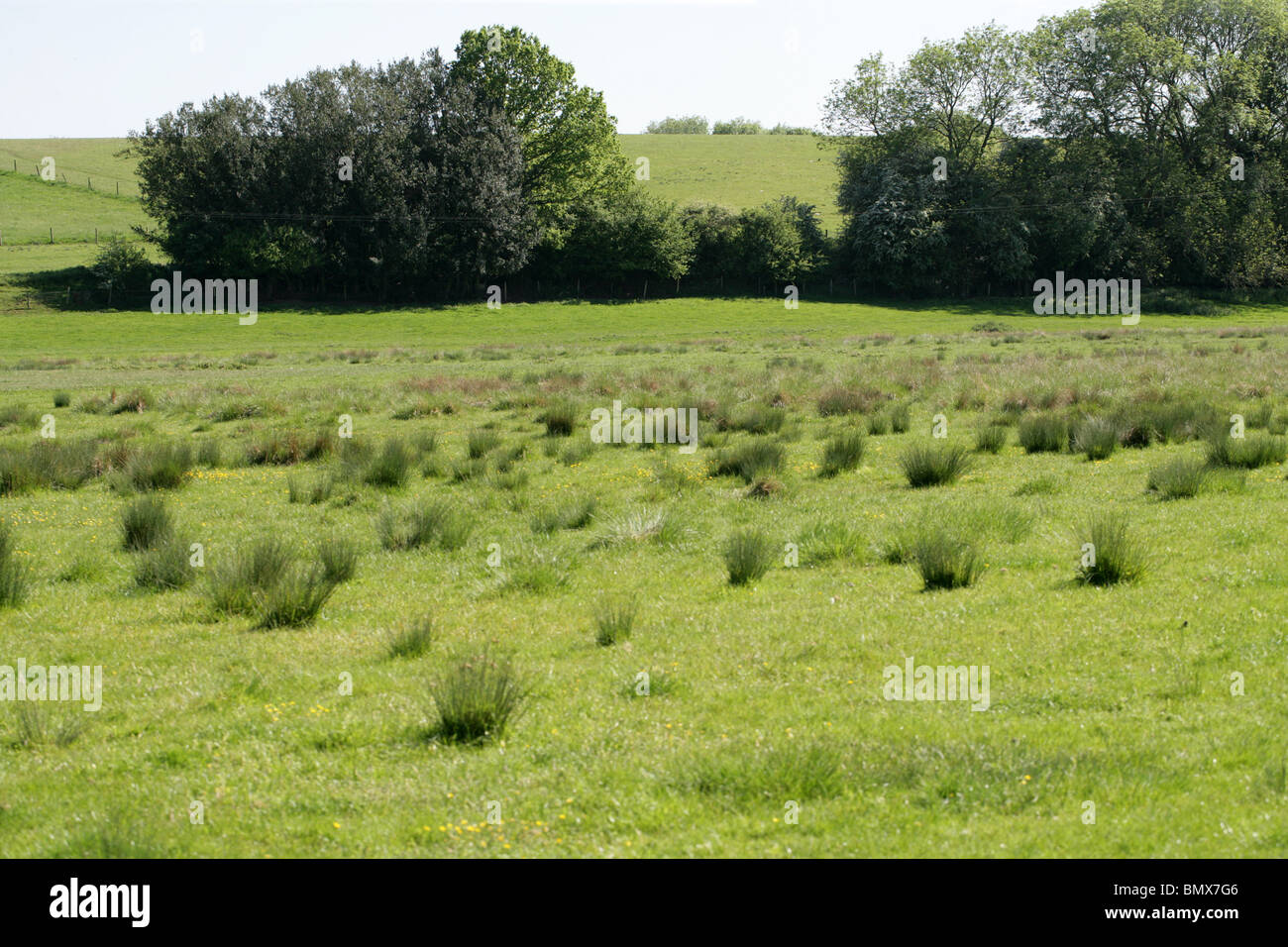 Acqua, Prato Pascolo bagnato Habitat, Fiume Ver Valley, Hertfordshire, Regno Unito Foto Stock