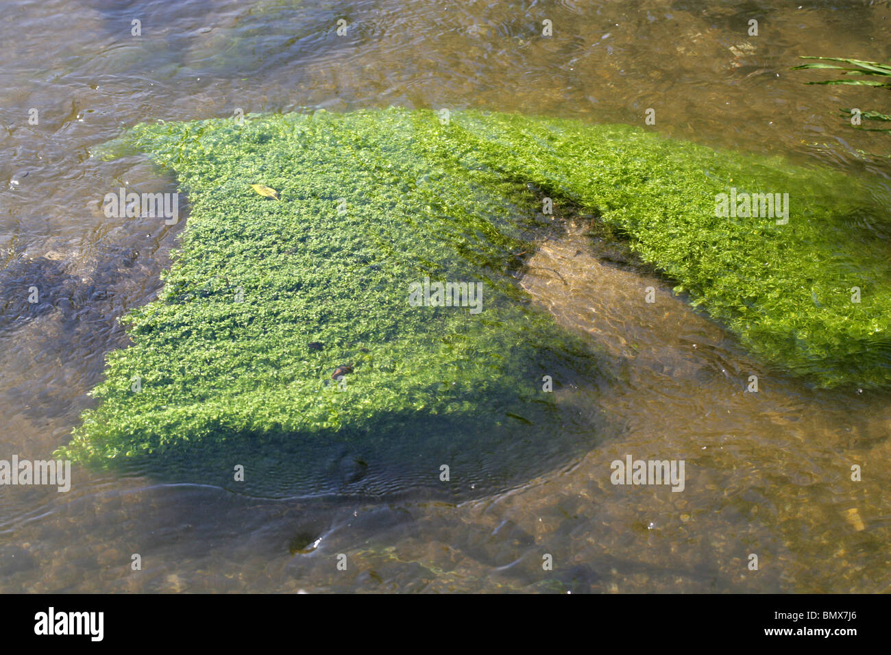 Waterweed, Fiume Ver, Hertfordshire Foto Stock