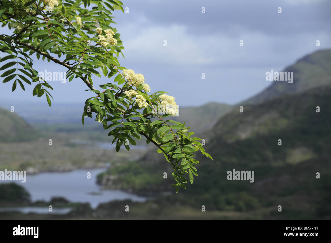 Una montagna Frassino (Rowan, latino: Sorbus aucuparia) a 'Ladies View' nel Parco Nazionale di Killarney, Co Kerry, Repubblica di Irlanda. Foto Stock