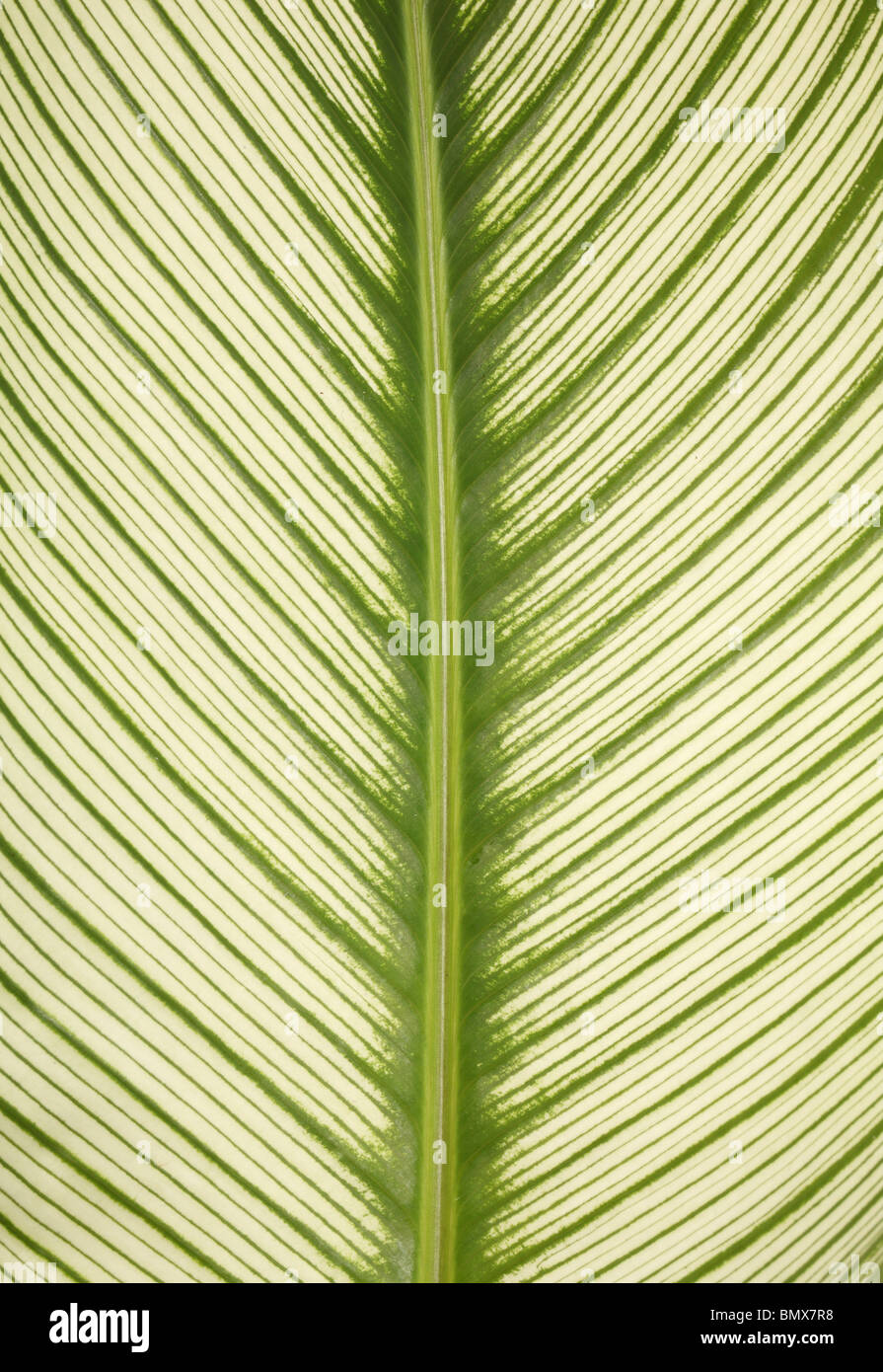Close-up di una pianta verde foglia Foto Stock