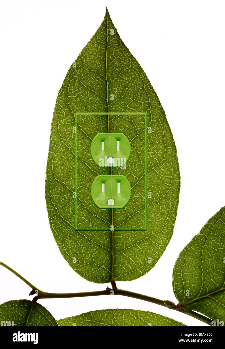 Una pianta verde foglia con una presa di alimentazione elettrica Foto Stock