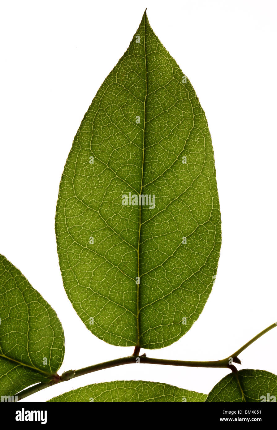 Pianta verde foglia su un ramo, sfondo bianco Foto Stock
