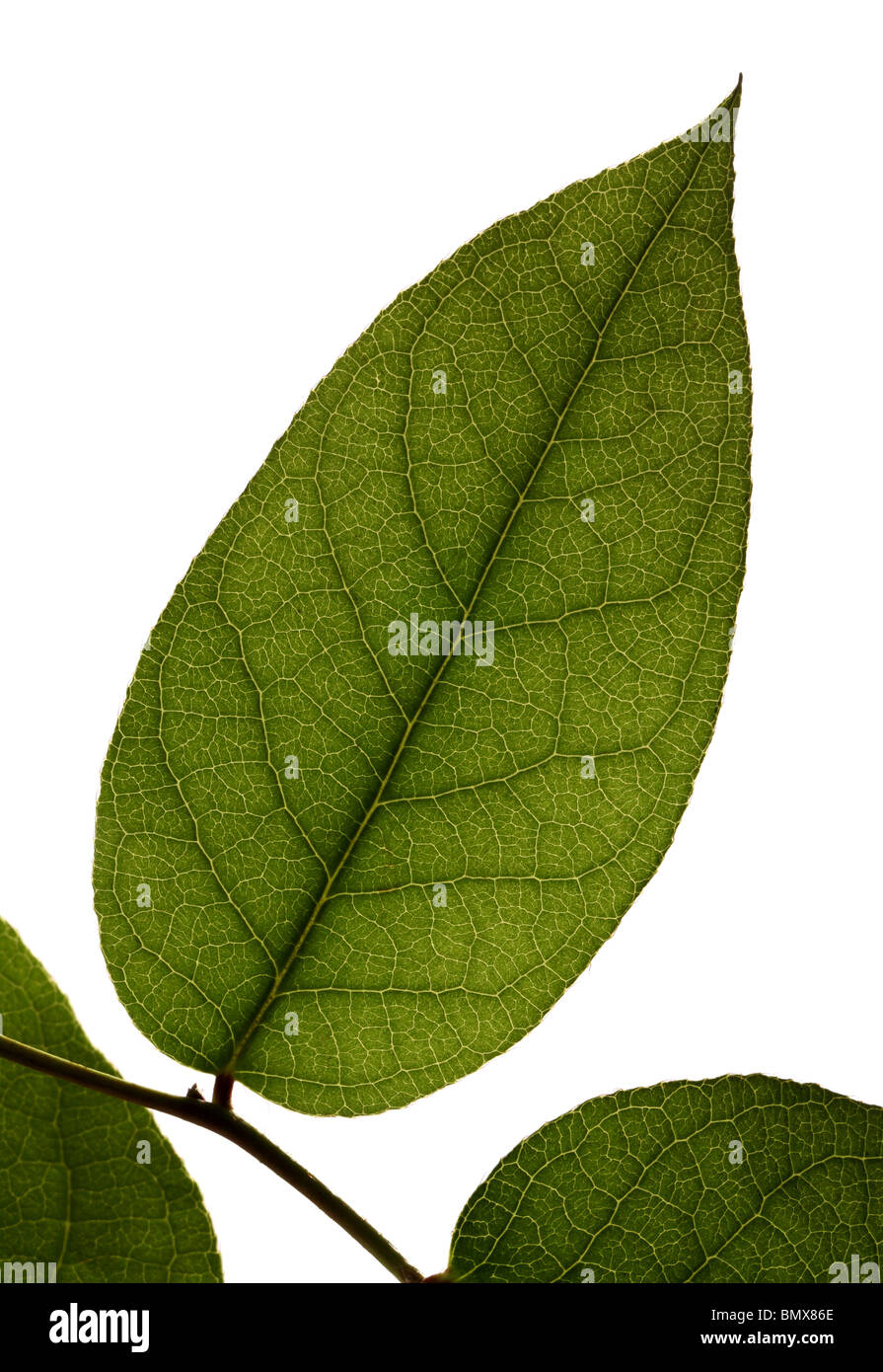 Pianta verde foglia su un ramo, sfondo bianco Foto Stock