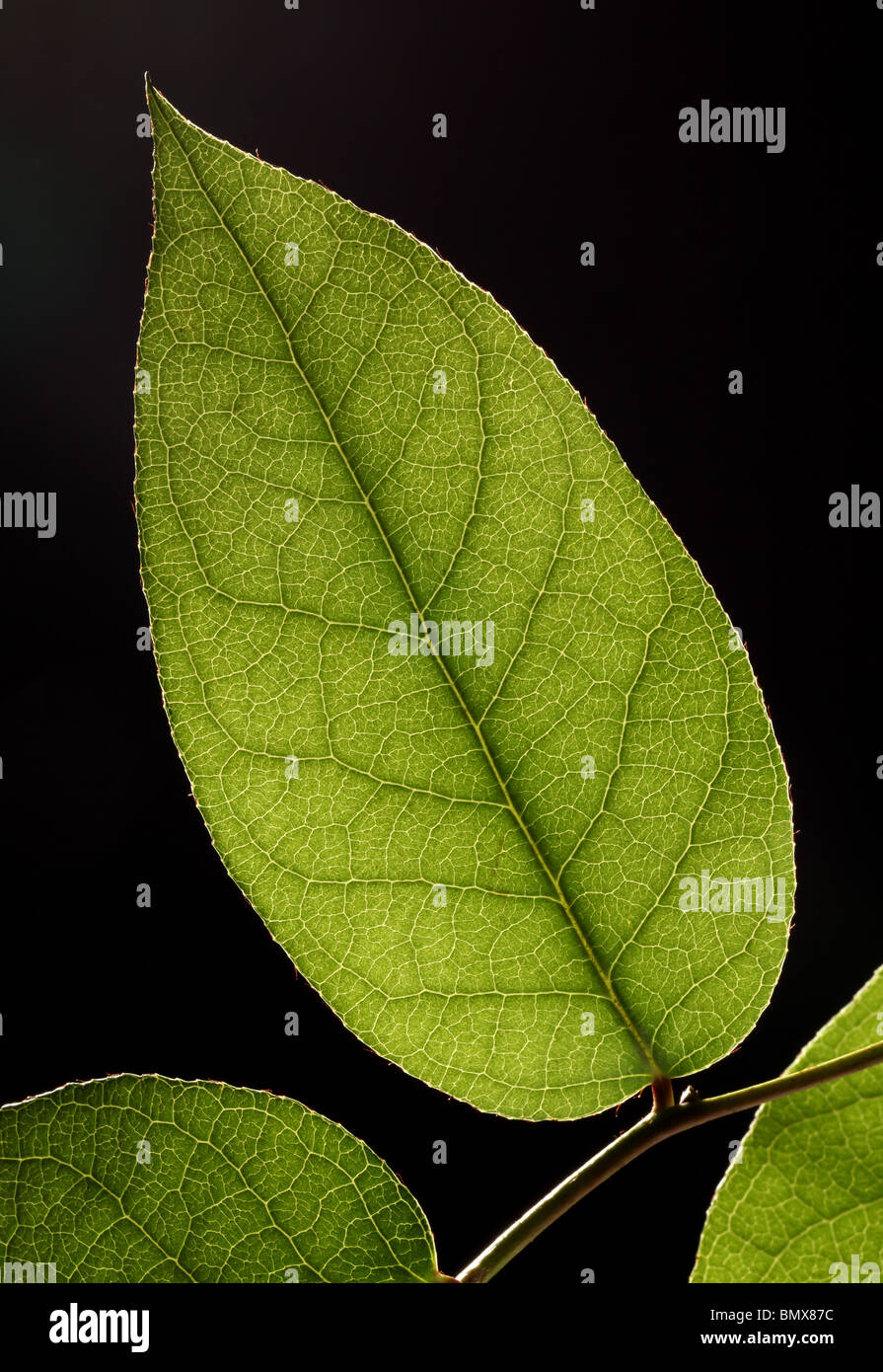 Pianta verde foglia su un ramo, sfondo nero Foto Stock