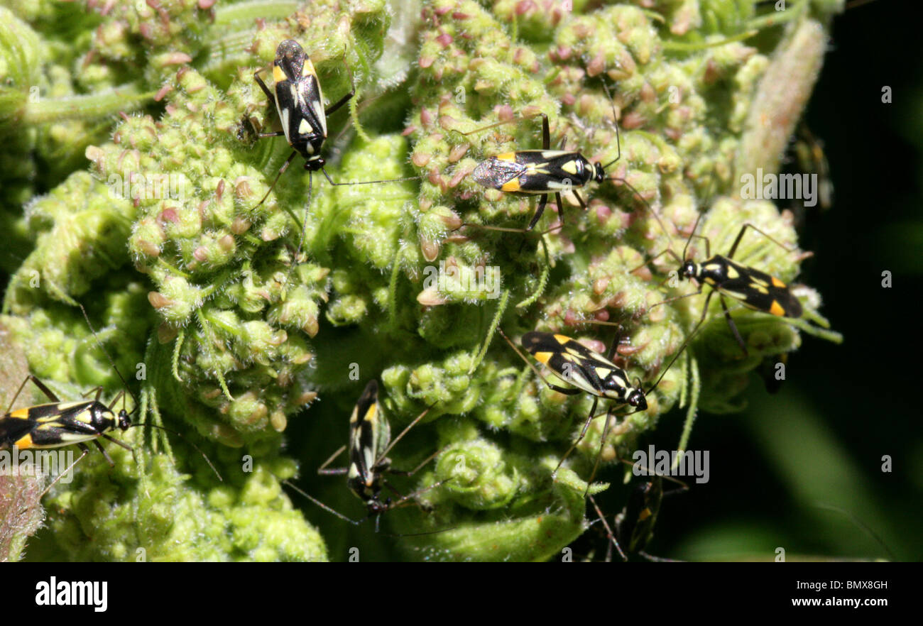 Capside o Myrid Bug, Grypocoris stysi, Miridae, Heteroptera, Hemiptera. Noto anche come Calocoris stysi. Foto Stock