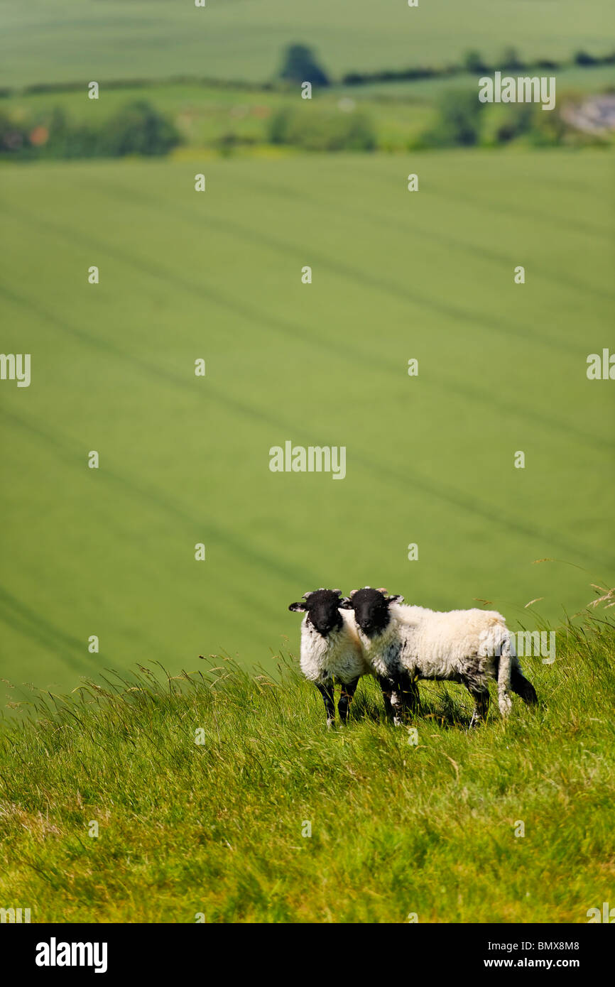 Due neri di fronte agnelli sul pendio di una collina Foto Stock