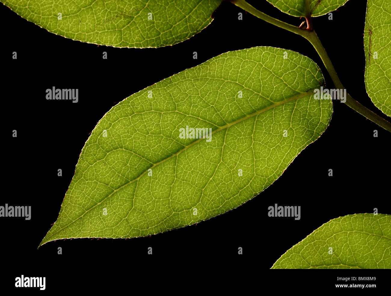 Pianta verde foglie su un ramo, sfondo nero Foto Stock