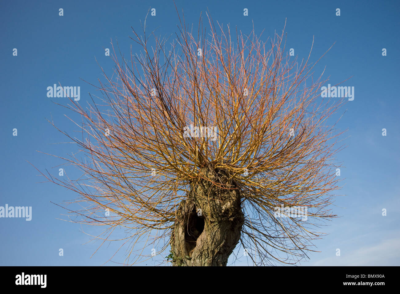Recentemente pollarded crack willow Salix fragilis in primavera con più rami Foto Stock