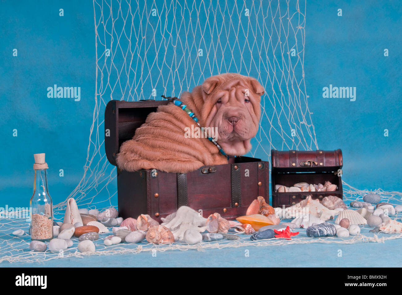 Puppy in Pirati tesori Trunk nelle impostazioni nautiche Foto Stock