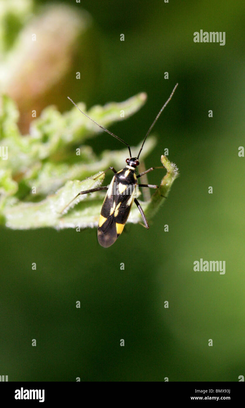 Capside o Myrid Bug, Grypocoris stysi, Miridae, Heteroptera, Hemiptera. Noto anche come Calocoris stysi. Foto Stock