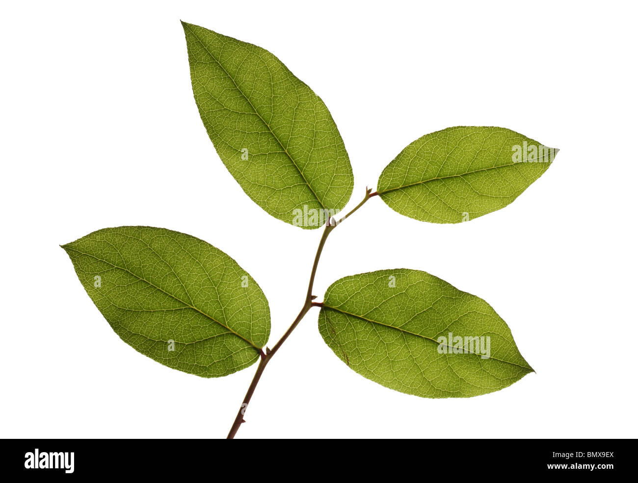 Quattro pianta verde foglie su un ramo, sfondo bianco Foto Stock