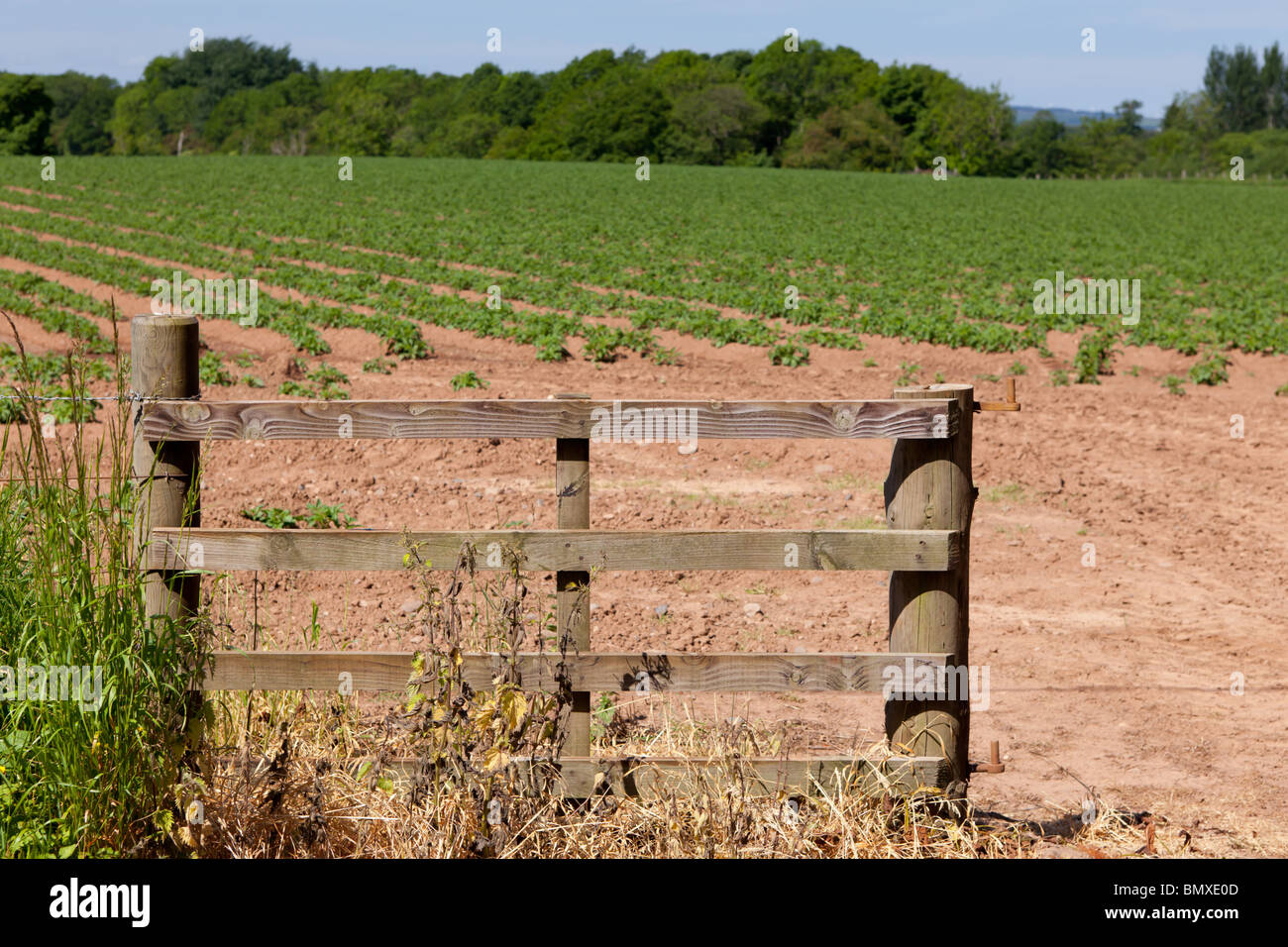 Un campo con profondi solchi crescente della patata in Scottish Borders Foto Stock