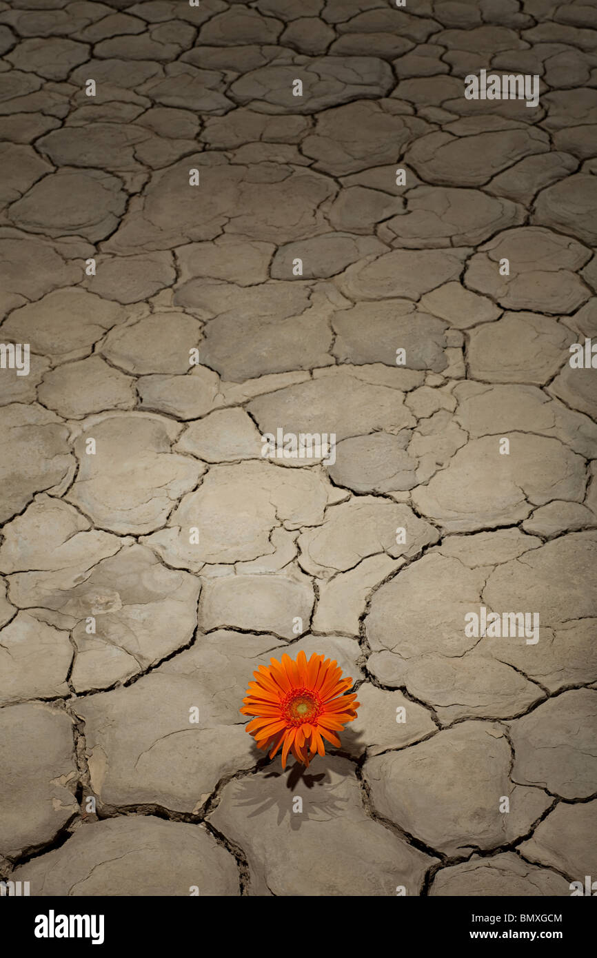 La floricoltura nel paesaggio del deserto Foto Stock