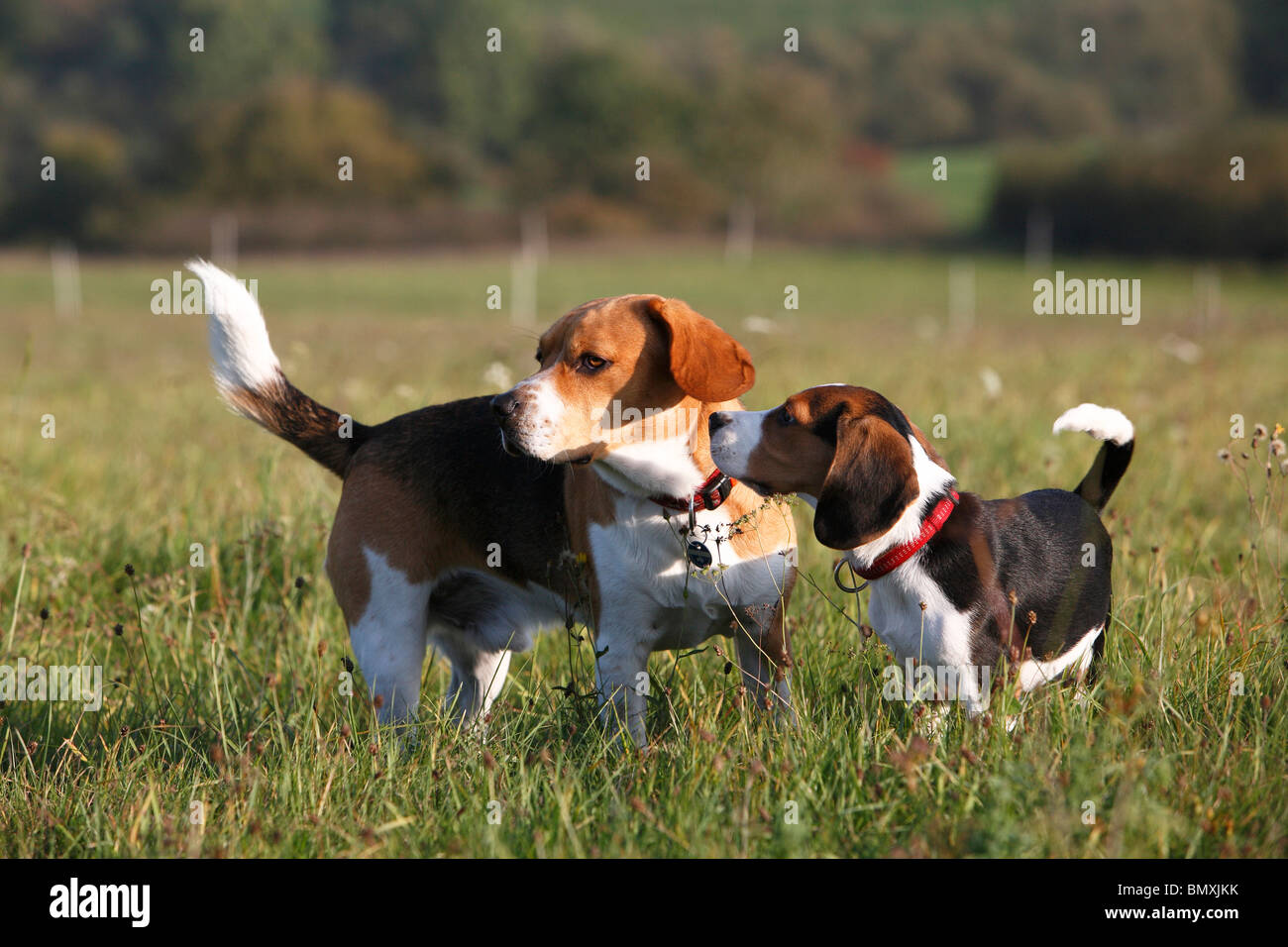 Beagle (Canis lupus f. familiaris), cucciolo cercando di ottenere l'attenzione di un adulto Foto Stock