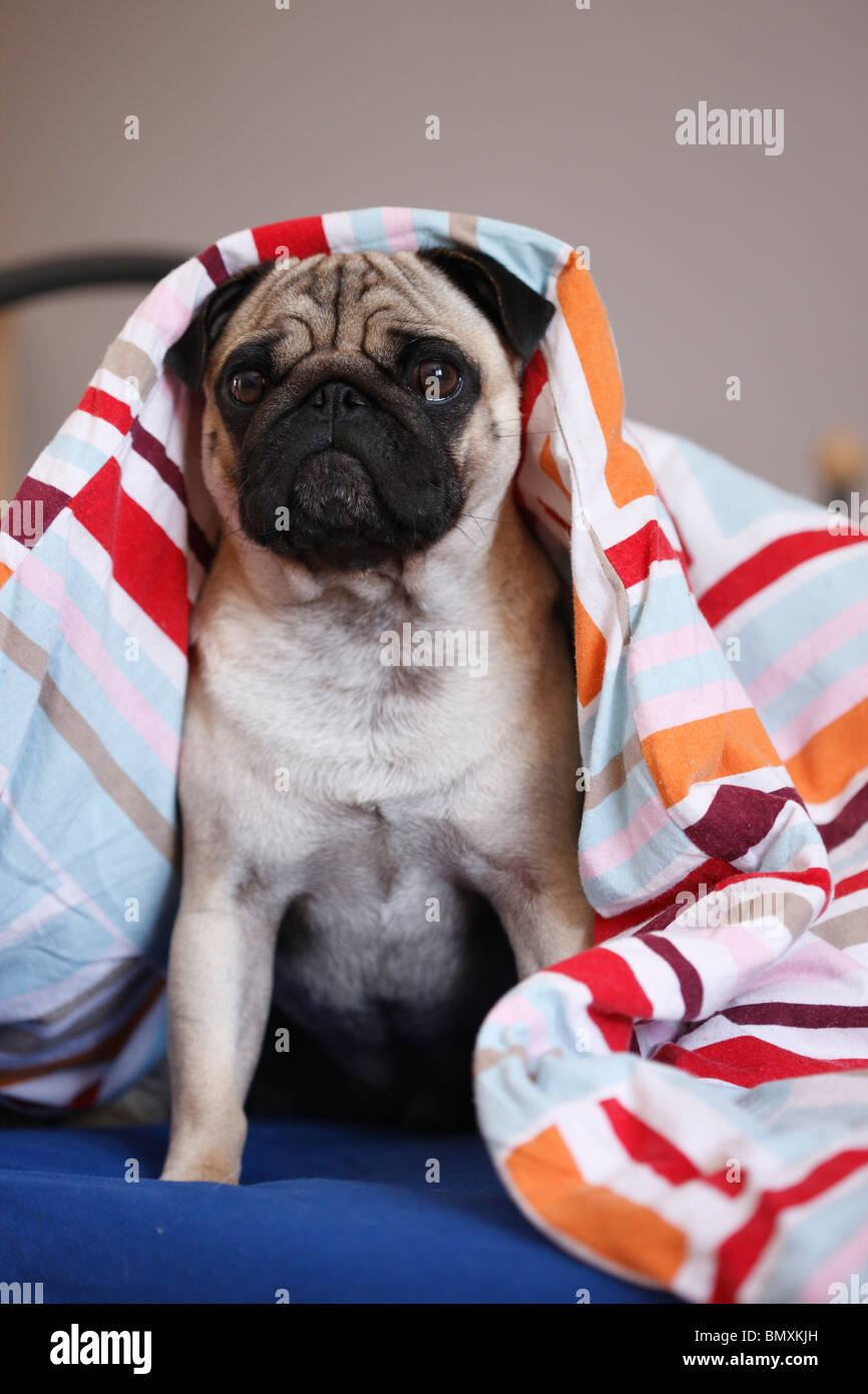 Pug (Canis lupus f. familiaris), in piedi su un letto guardando fuori da sotto i fogli Foto Stock