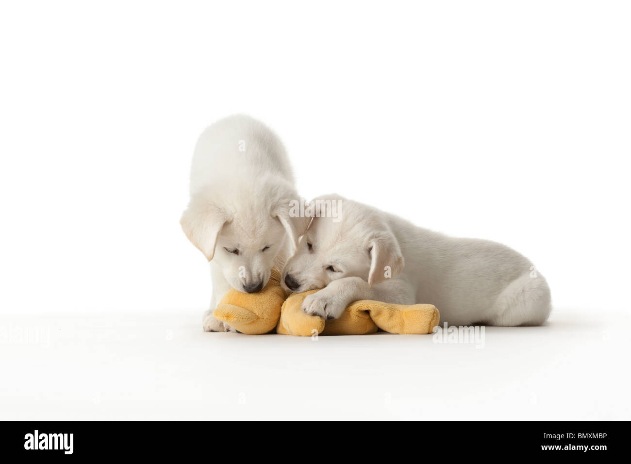 Due simpatici cuccioli bianchi a giocare con un giocattolo su sfondo bianco Foto Stock