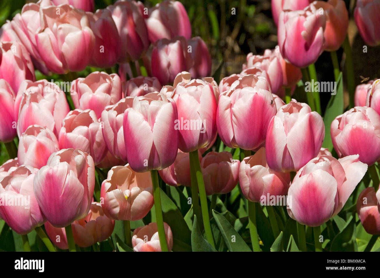 Primo piano di tulipano rosa tulipani fiori fiore fioritura fioritura colorful fiorisce in primavera giardino Inghilterra Regno Unito GB Gran Bretagna Foto Stock