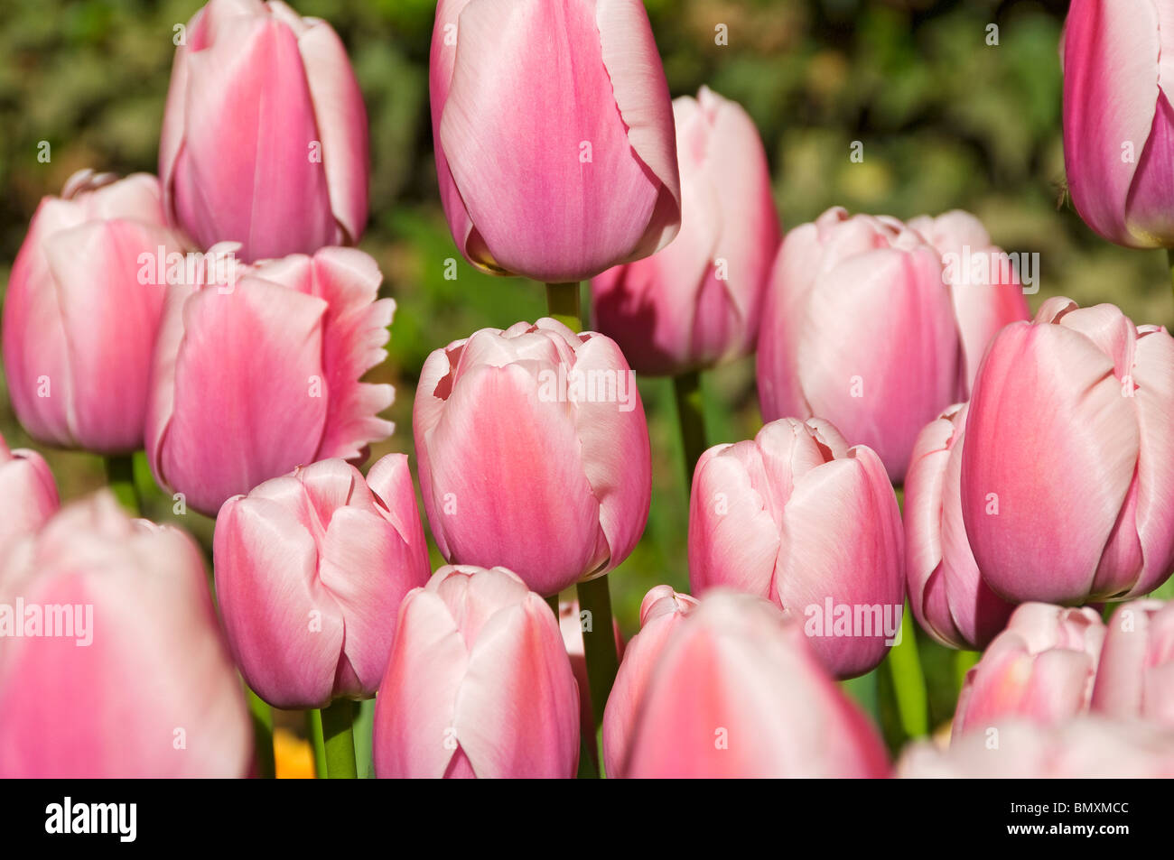 Primo piano di tulipano rosa tulipani fiori fiore fioritura fioritura fioritura fioritura fioritura in giardino in primavera Inghilterra Regno Unito Gran Bretagna Foto Stock