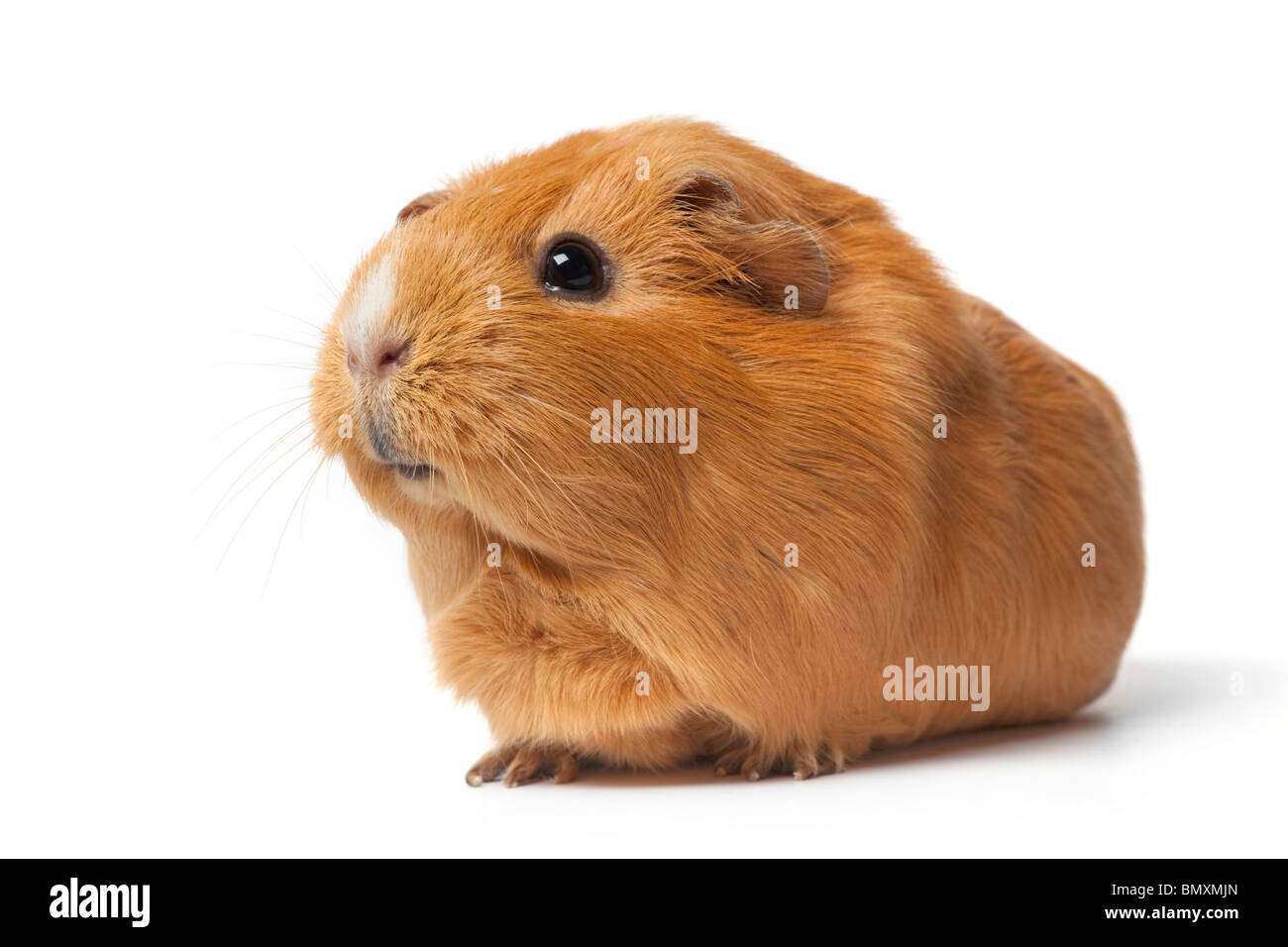 La cavia su sfondo bianco Foto Stock