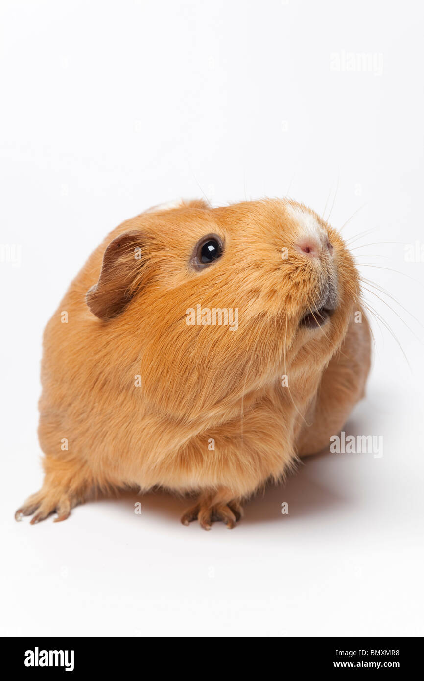La cavia su sfondo bianco Foto Stock
