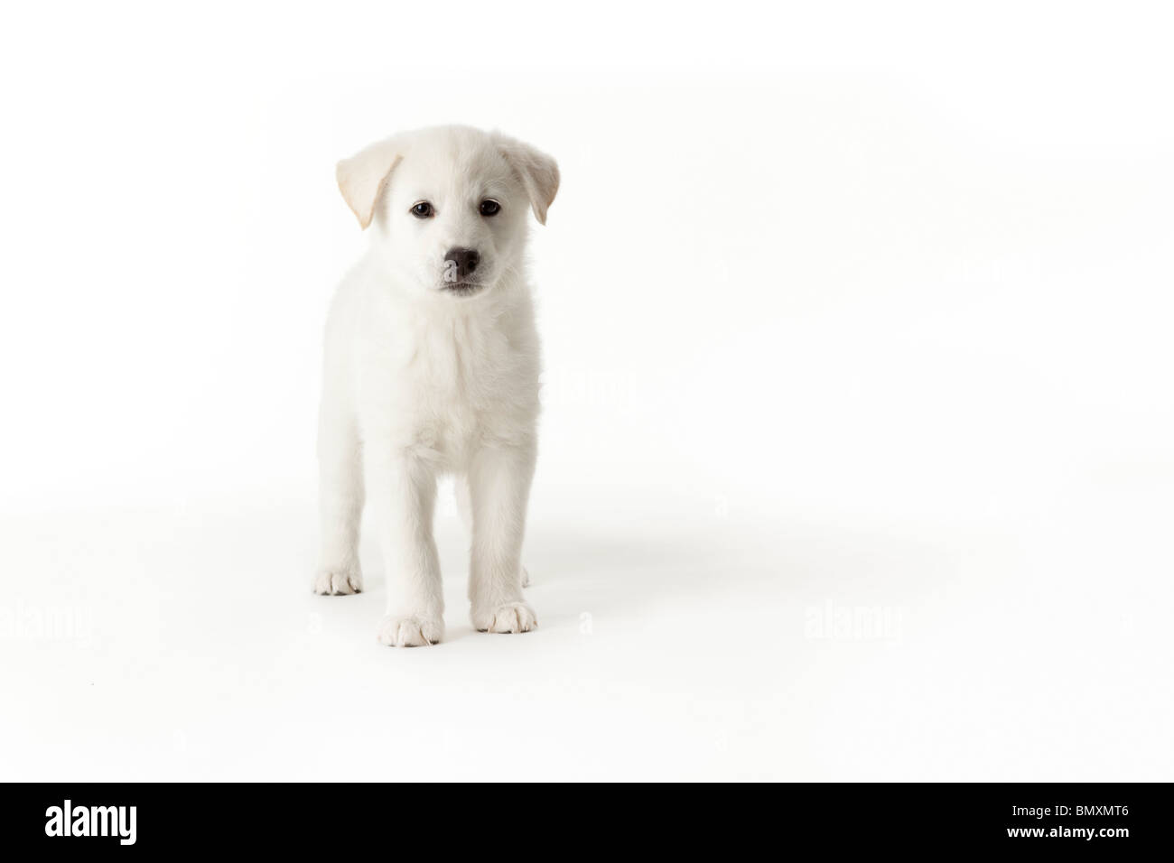 Grazioso cucciolo bianco in piedi su sfondo bianco Foto Stock