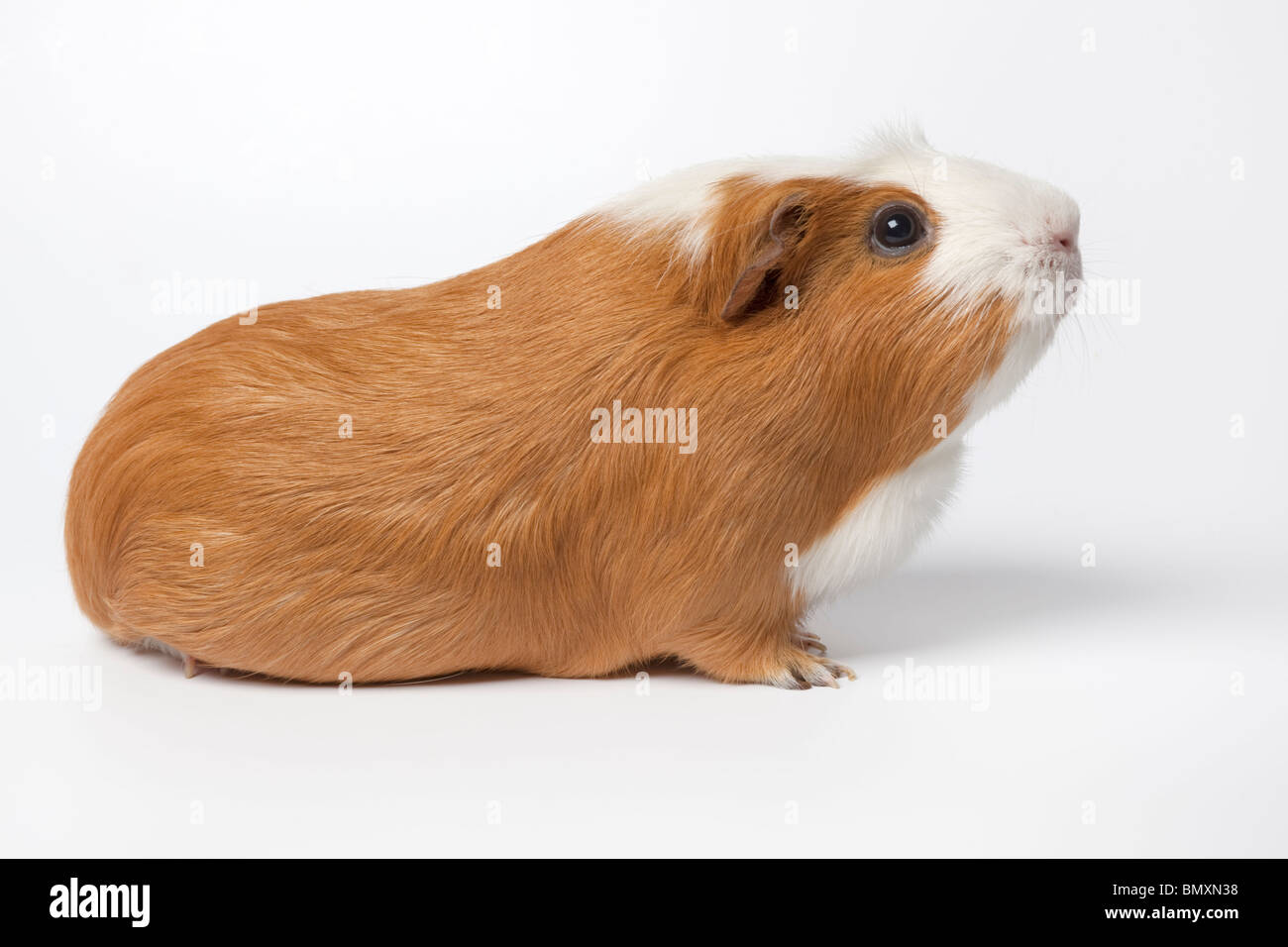 La cavia su sfondo bianco Foto Stock