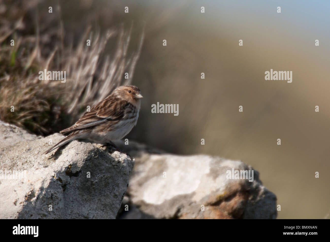 Twite appollaiato sulla roccia e licheni coperto post. Foto Stock