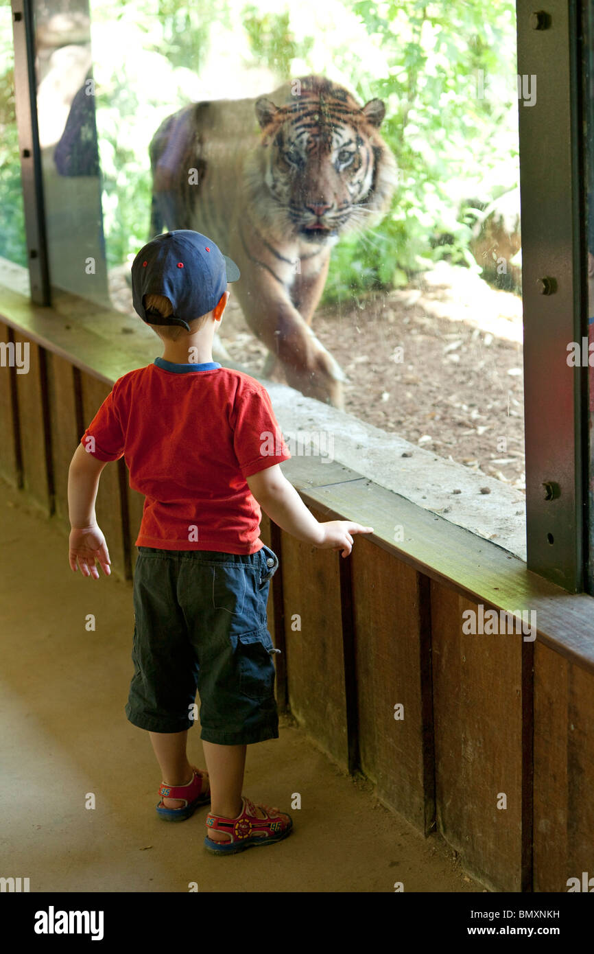 Little Boy guardando una tigre dietro una parete di vetro Foto Stock