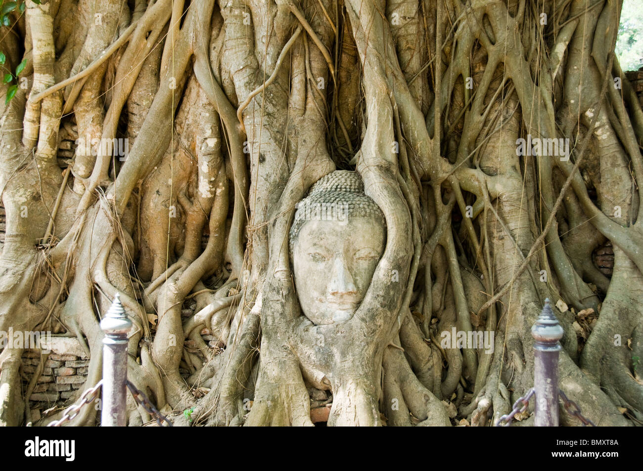 Vecchio di buddha testa bloccata in bo tree root al Wat Mahathat, Ayutthaya, Thailandia. Foto Stock