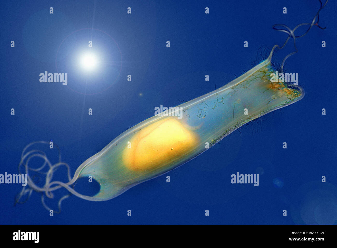 Piccole macchie gattucci - uovo in un uovo case / Scyliorhinus canicula Foto Stock