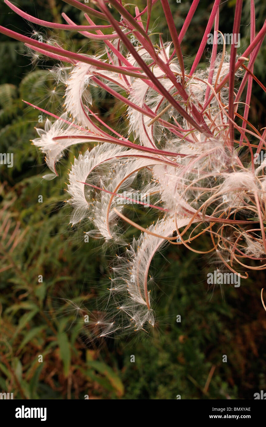 Rosebay willowherb (Chamerion angustifolium : Onagraceae), semi dehiscing dai baccelli, UK. Foto Stock