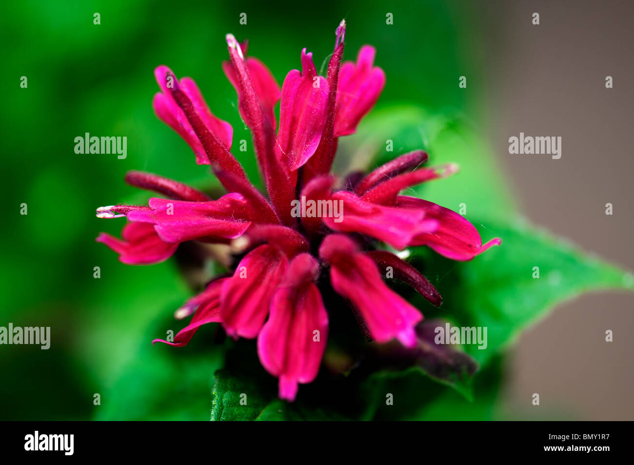 Primo piano di un Red Bee Balm fiore, Monarda didyma. Oklahoma, Stati Uniti d'America. Foto Stock