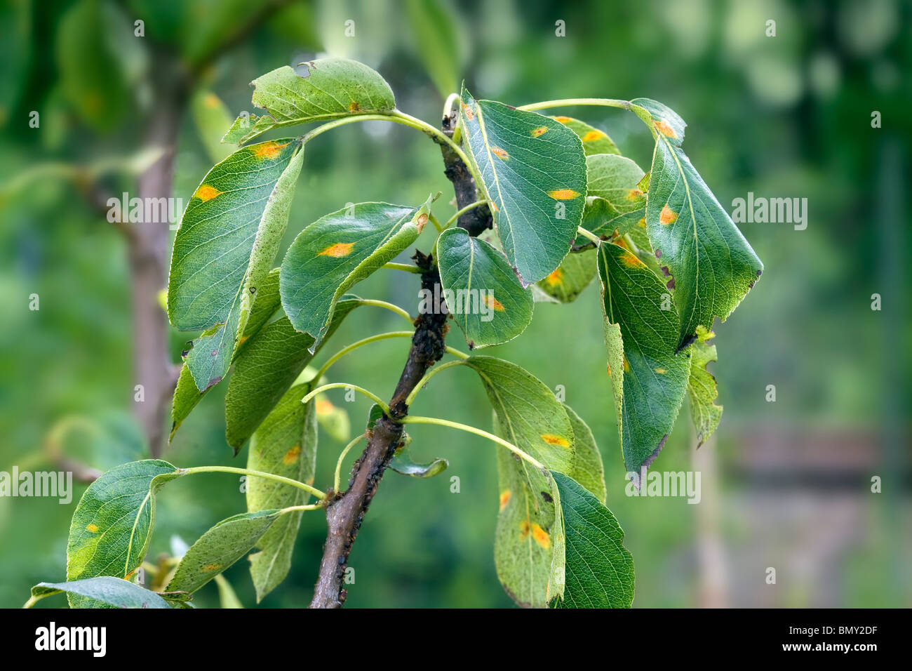 Il Cedar Apple ruggine (Gymnosporangium juniperi-virginianae) Foto Stock