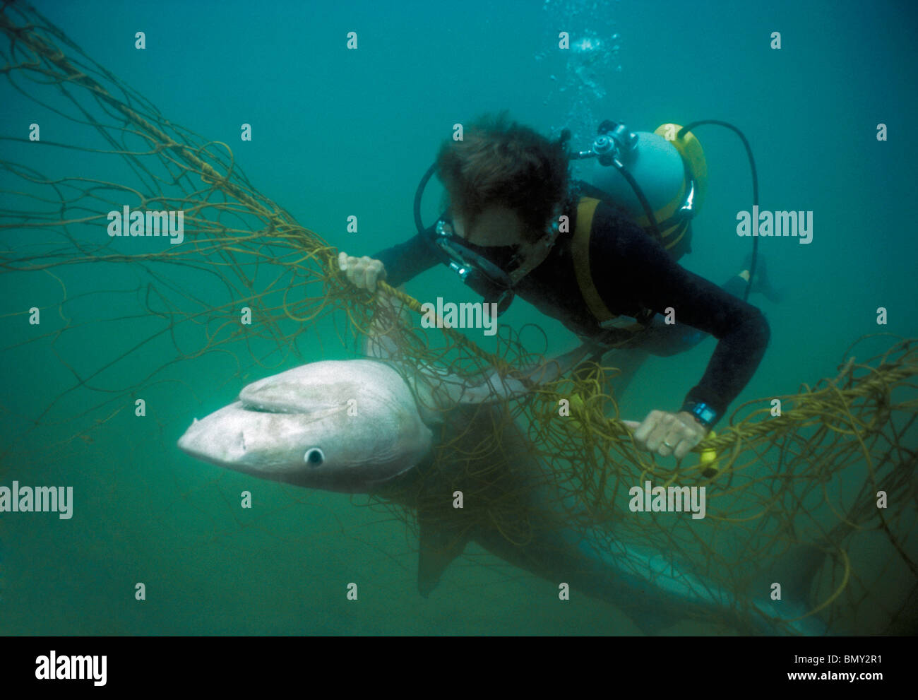 Close-up di subacqueo con anti-squalo esamina POD Tiger Shark (Galeocerdo cuvier) catturati in anti-shark net. Sud Africa. Foto Stock