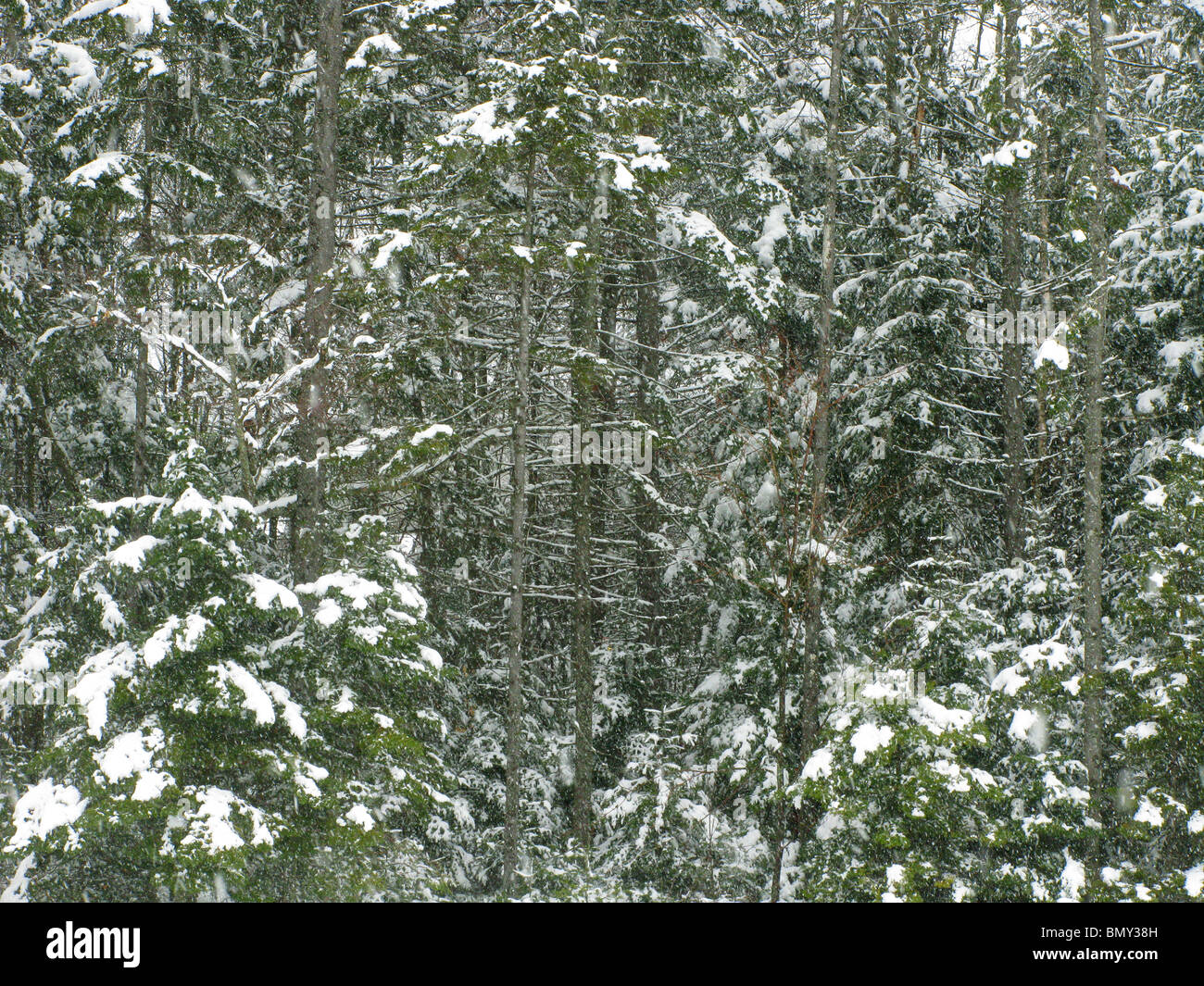 Una foresta di pini verde alberi coperti di neve invernale Foto Stock