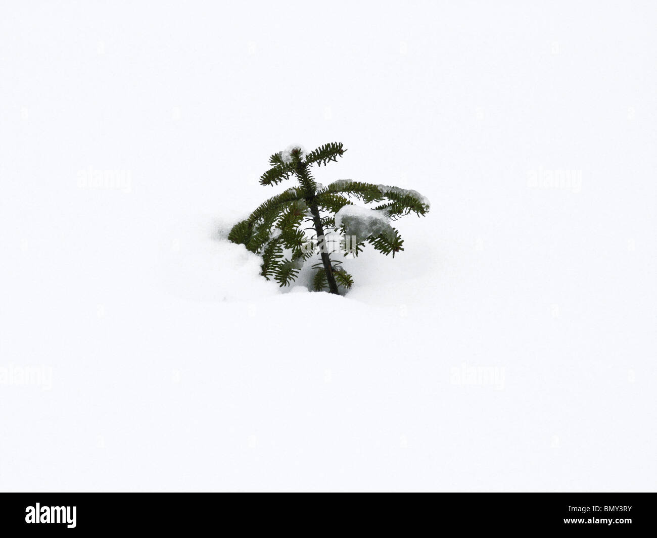 In inverno la neve che ricopre il germoglio di una piccola verde giovane albero di pino Foto Stock