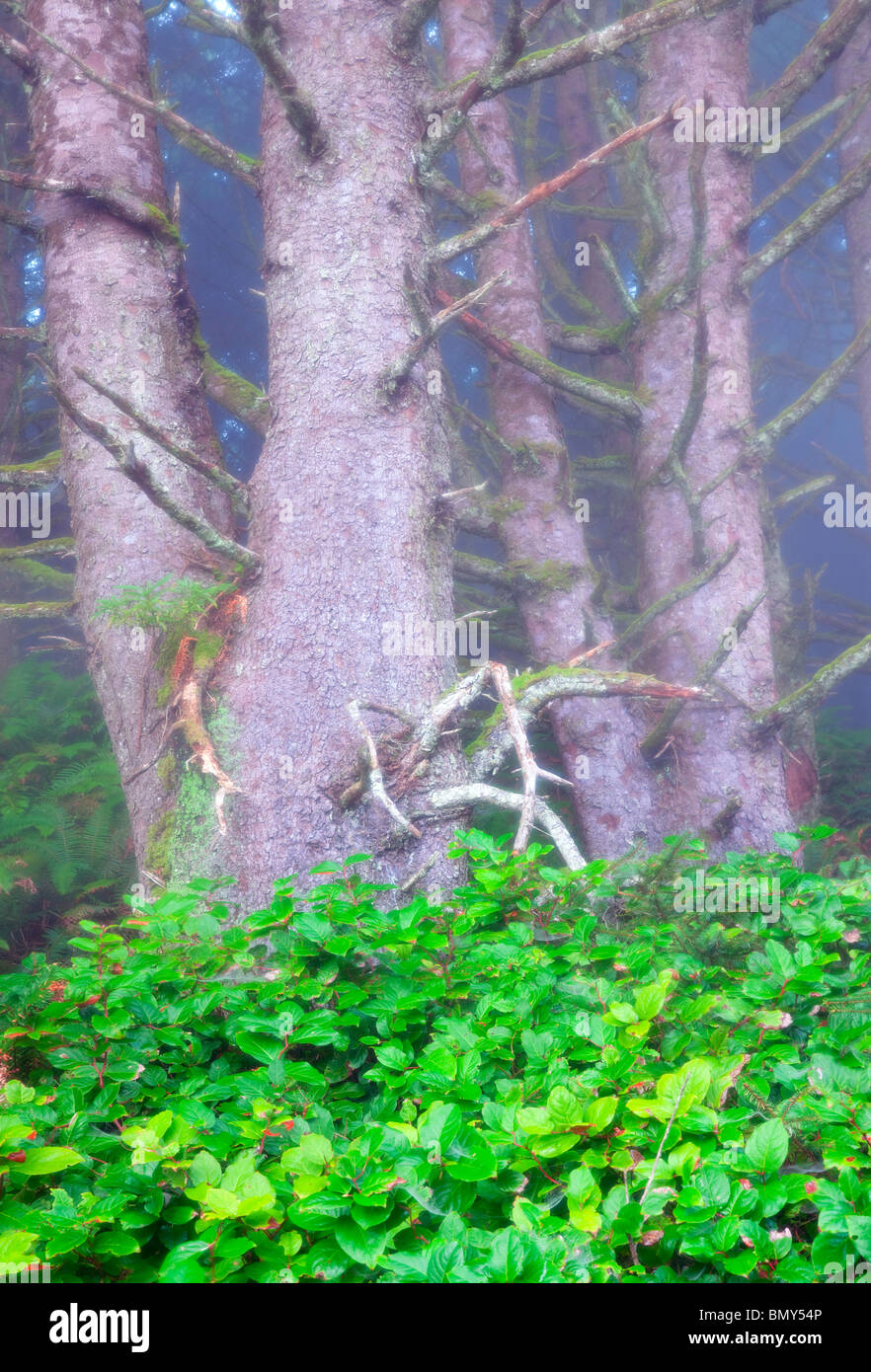 Sitka Spruce alberi e Salal bush nella nebbia. Samuel H. Boardman membro Scenic corridoio. Oregon Foto Stock