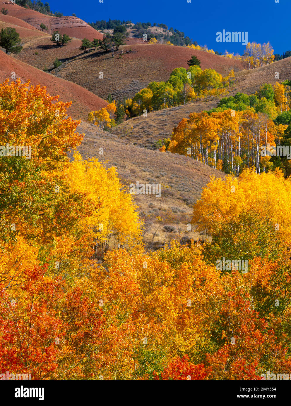 Bridger-Teton National Forest, WY: Aspen in caduta colore tra il rosso piegato Colline del Gros Ventre River Valley Foto Stock