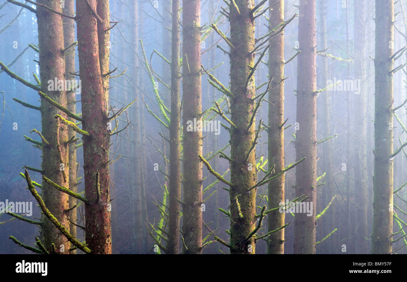 Sitka Spruce alberi nella nebbia. Samuel H. Boardman membro Scenic corridoio. Oregon Foto Stock