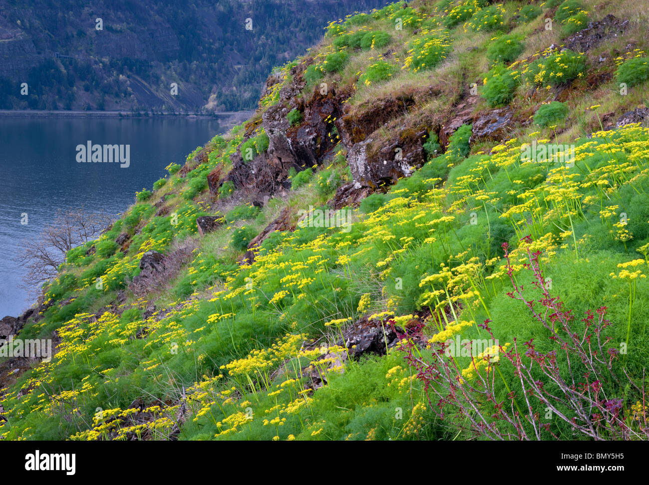Deserto pungente prezzemolo (Lomatium grayi) e il Columbia River. Columbia River Gorge National Scenic Area, Washington Foto Stock